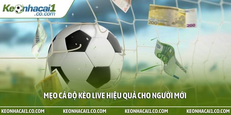 Mẹo cá độ kèo live hiệu quả cho người mới